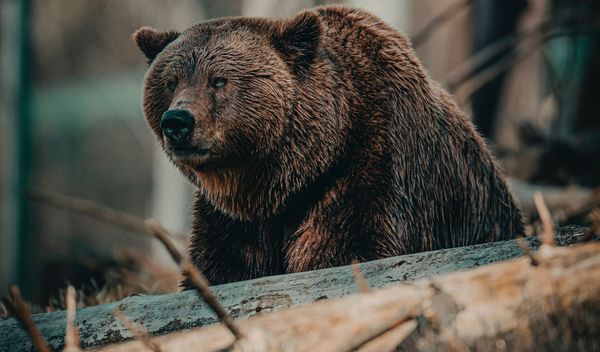 Bear market rallies and high probability resistances